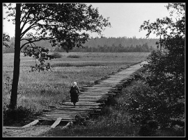 В пущах полесья (Богатырев)